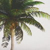 Bahama Palm